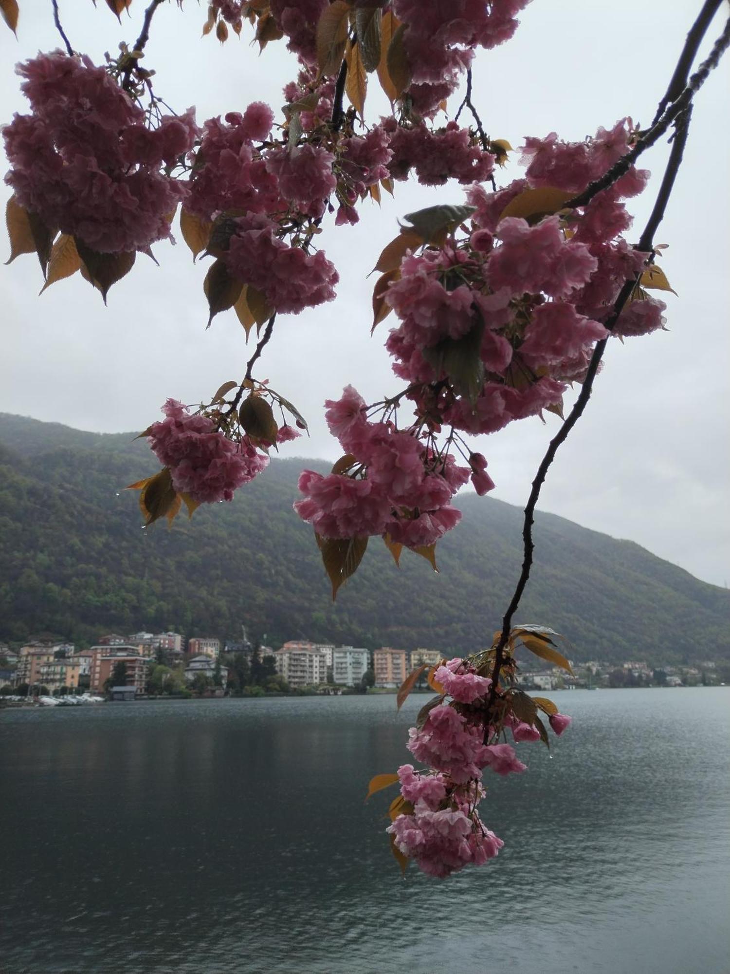 Un Balcone Sul Lago Omegna Exteriör bild